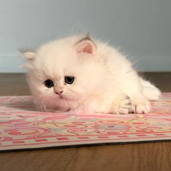 chaton British Longhair seal golden shaded point Brioche Zhen Chatterie Nekobaa