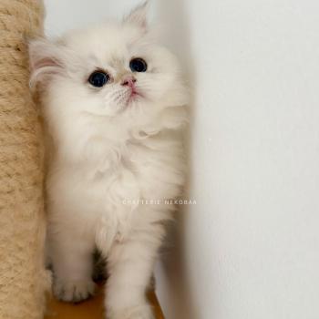 chaton British Longhair seal golden shaded point Brioche Zhen Chatterie Nekobaa