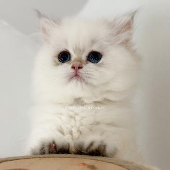 chaton British Longhair seal golden shaded point Brioche Zhen Chatterie Nekobaa