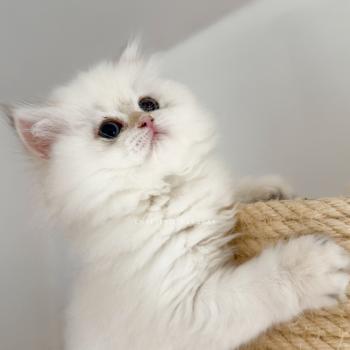 chaton British Longhair seal golden shaded point Brioche Zhen Chatterie Nekobaa