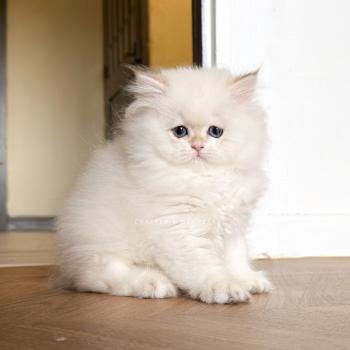 chaton British Longhair seal golden shaded point Brioche Zhen Chatterie Nekobaa