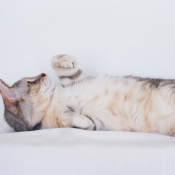 Cat Celtic / European Shorthair Scarlett Chatterie Nekobaa Cat Celtic / European Shorthair Scarlett Chatterie Nekobaa