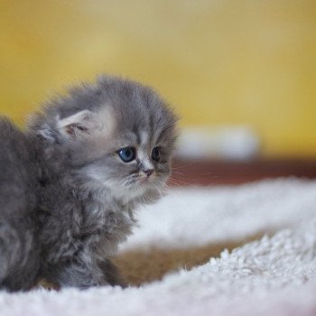 Cat Highland Fold Midori Chatterie Nekobaa