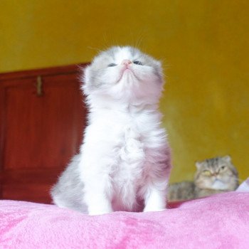 Cat Highland Fold Baku Chatterie Nekobaa