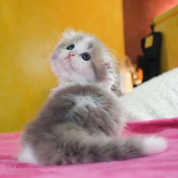 Cat Highland Fold Baku Chatterie Nekobaa