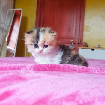 chat Highland Straight brown tortie blotched tabby bicolor Chihiro Chatterie Nekobaa