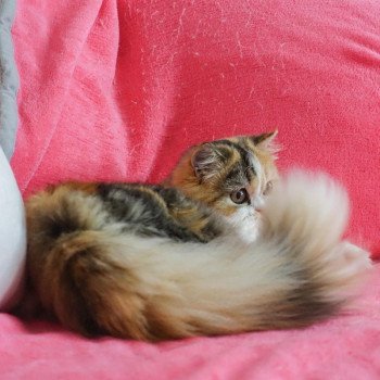 Cat Highland Straight Chihiro Chatterie Nekobaa Cat Highland Straight Chihiro Chatterie Nekobaa