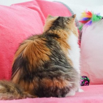Cat Highland Straight Chihiro Chatterie Nekobaa Cat Highland Straight Chihiro Chatterie Nekobaa