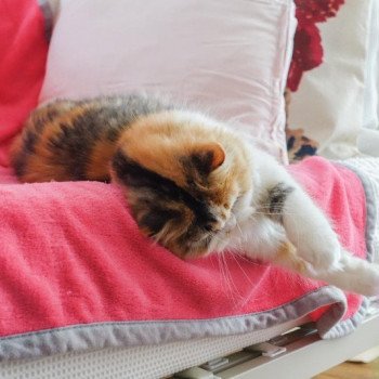 Cat Highland Straight Chihiro Chatterie Nekobaa Cat Highland Straight Chihiro Chatterie Nekobaa