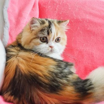 Cat Highland Straight Chihiro Chatterie Nekobaa Cat Highland Straight Chihiro Chatterie Nekobaa