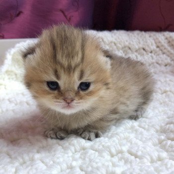 Kitten Scottish Straight Ginko Chatterie Nekobaa