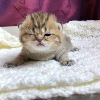 Kitten Scottish Straight Gyokuyo Chatterie Nekobaa