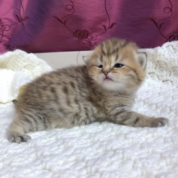 Kitten Scottish Straight Gyokuyo Chatterie Nekobaa