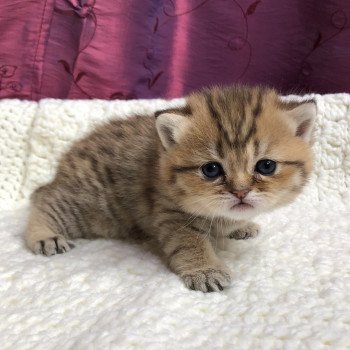 Kitten Scottish Straight Gyokuyo Chatterie Nekobaa