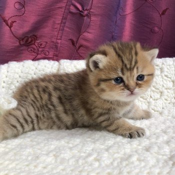 Kitten Scottish Straight Gyokuyo Chatterie Nekobaa