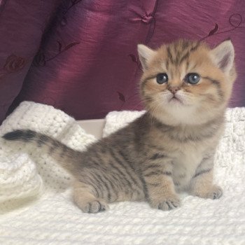 Kitten Scottish Straight Gyokuyo Chatterie Nekobaa