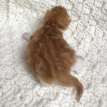 Kitten Highland Straight Hachi Chatterie Nekobaa Kitten Highland Straight Hachi Chatterie Nekobaa