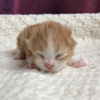 Kitten Highland Straight Hachi Chatterie Nekobaa Kitten Highland Straight Hachi Chatterie Nekobaa