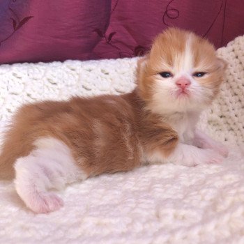 Kitten Highland Straight Hachi Chatterie Nekobaa Kitten Highland Straight Hachi Chatterie Nekobaa