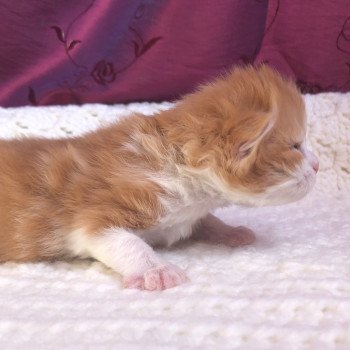 Kitten Highland Straight Hachi Chatterie Nekobaa Kitten Highland Straight Hachi Chatterie Nekobaa