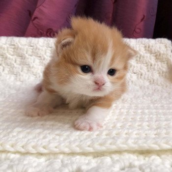 Kitten Highland Straight Hachi Chatterie Nekobaa Kitten Highland Straight Hachi Chatterie Nekobaa