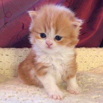 Kitten Highland Straight Hachi Chatterie Nekobaa Kitten Highland Straight Hachi Chatterie Nekobaa