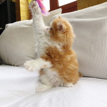 Kitten Highland Straight Hachi Chatterie Nekobaa Kitten Highland Straight Hachi Chatterie Nekobaa