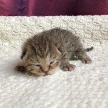 Kitten Highland Straight Hisana Chatterie Nekobaa Kitten Highland Straight Hisana Chatterie Nekobaa