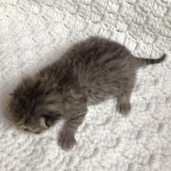 Kitten Highland Straight Hisana Chatterie Nekobaa Kitten Highland Straight Hisana Chatterie Nekobaa