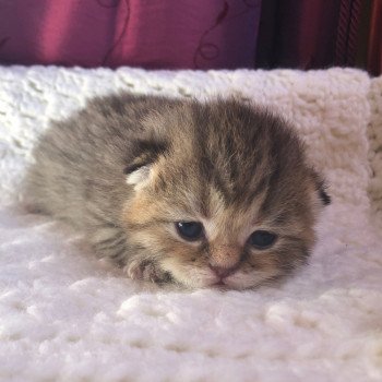 Kitten Highland Straight Hisana Chatterie Nekobaa Kitten Highland Straight Hisana Chatterie Nekobaa