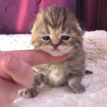 Kitten Highland Straight Hisana Chatterie Nekobaa Kitten Highland Straight Hisana Chatterie Nekobaa