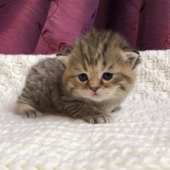 Kitten Highland Straight Hisana Chatterie Nekobaa Kitten Highland Straight Hisana Chatterie Nekobaa