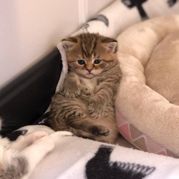 Kitten Highland Straight Hisana Chatterie Nekobaa Kitten Highland Straight Hisana Chatterie Nekobaa