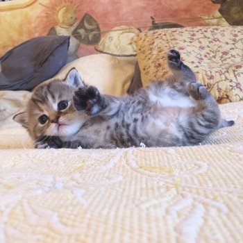 Kitten Highland Straight Hisana Chatterie Nekobaa Kitten Highland Straight Hisana Chatterie Nekobaa