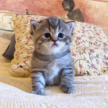 Kitten Highland Straight Hisana Chatterie Nekobaa Kitten Highland Straight Hisana Chatterie Nekobaa