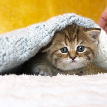 Kitten Scottish Straight Hisana Chatterie Nekobaa Kitten Scottish Straight Hisana Chatterie Nekobaa