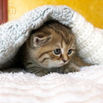 Kitten Scottish Straight Hisana Chatterie Nekobaa Kitten Scottish Straight Hisana Chatterie Nekobaa