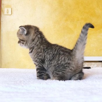 Kitten Scottish Straight Hisana Chatterie Nekobaa Kitten Scottish Straight Hisana Chatterie Nekobaa