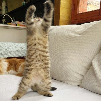 Kitten Scottish Straight Hisana Chatterie Nekobaa Kitten Scottish Straight Hisana Chatterie Nekobaa