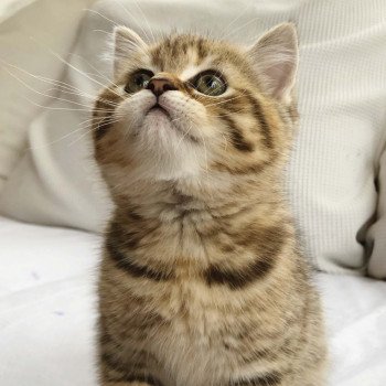 Kitten Scottish Straight Hisana Chatterie Nekobaa Kitten Scottish Straight Hisana Chatterie Nekobaa