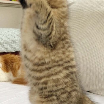 Kitten Scottish Straight Hisana Chatterie Nekobaa Kitten Scottish Straight Hisana Chatterie Nekobaa