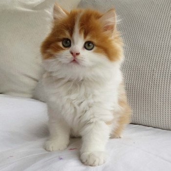 Kitten Highland Straight Hyôga Chatterie Nekobaa