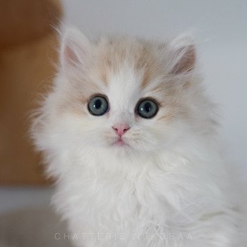 chaton Highland Straight blue golden & blanc Ti Jiro Chatterie Nekobaa