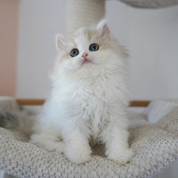 chaton Highland Straight blue golden & blanc Ti Jiro Chatterie Nekobaa