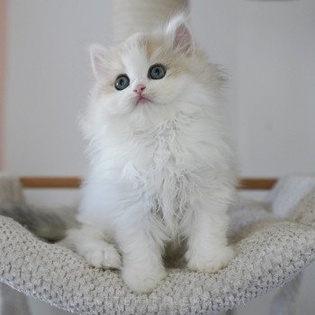 chaton Highland Straight blue golden & blanc Ti Jiro Chatterie Nekobaa