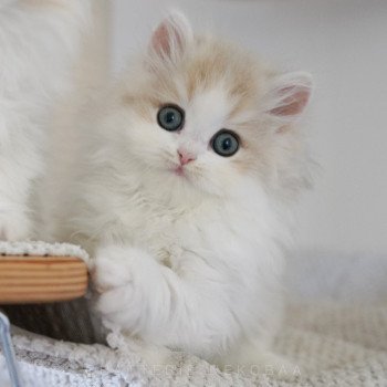 chaton Highland Straight blue golden & blanc Ti Jiro Chatterie Nekobaa