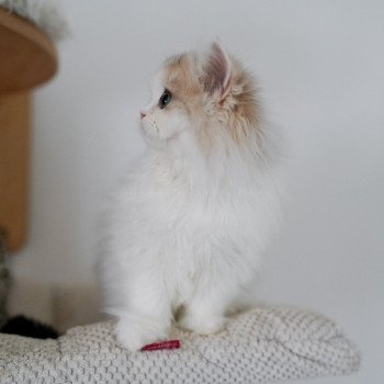 chaton Highland Straight blue golden & blanc Ti Jiro Chatterie Nekobaa