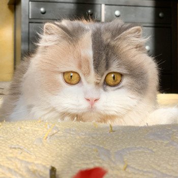 chat Highland Straight blue tortie blotched tabby & blanc Ayako Chatterie Nekobaa Highland Straight blue tortie blotched tabby bicolor