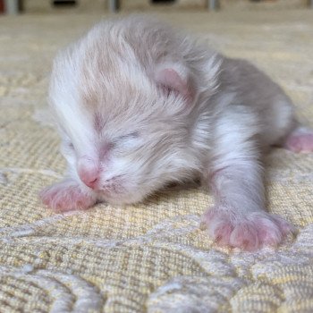 Kitten Highland Straight Link Chatterie Nekobaa Kitten Highland Straight Link Chatterie Nekobaa