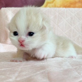 Chaton Highland Straight Link Chatterie Nekobaa Chaton Highland Straight Link Chatterie Nekobaa